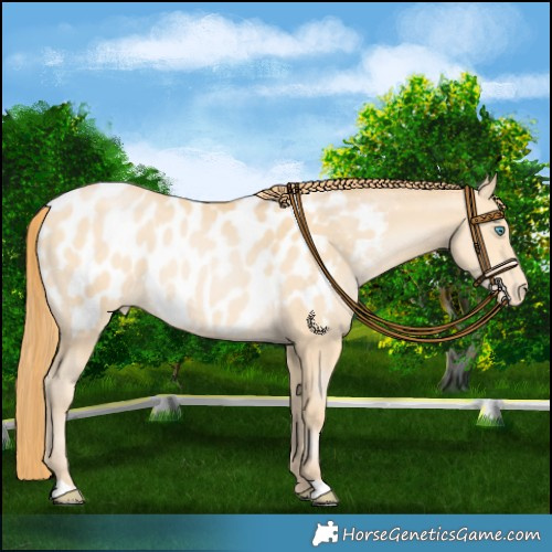 Horse Color:Chocolate Buckskin Pearl Blanket 