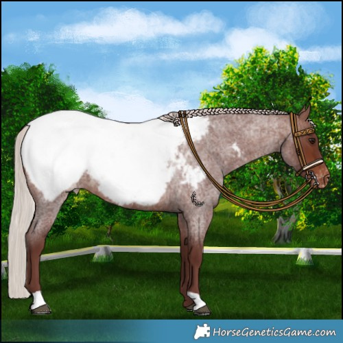 Horse Color:Chocolate Silver Brown Roan Appaloosa 