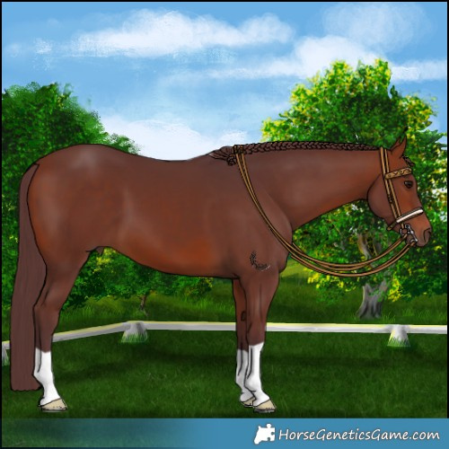 Horse Color:Chocolate Bay 