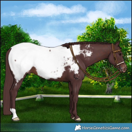 Horse Color:Chocolate Brown Near Fewspot 