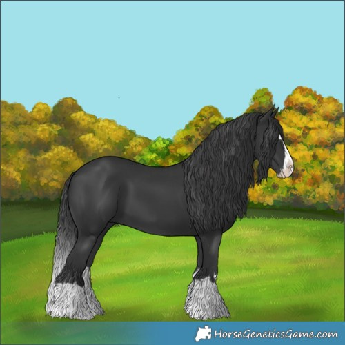 Horse Color:Black Splash