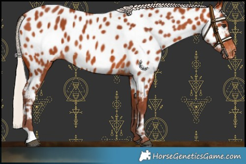 Horse Color:Chocolate Silver Bay Appaloosa 