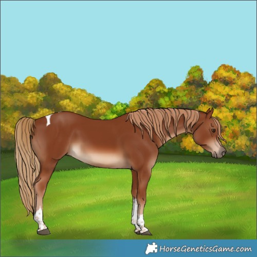 Horse Color:Chestnut Tobiano 
