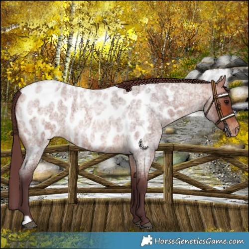 Horse Color:Chocolate Bay Roan Appaloosa 