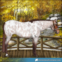 Horse Color:Chocolate Bay Roan Near Leopard 