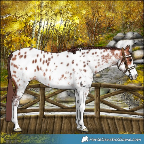 Horse Color:White Spotted Chocolate Bay Near Leopard 