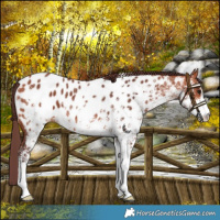 Horse Color:White Spotted Chocolate Bay Near Leopard 