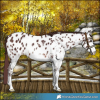 Horse Color:White Spotted Chocolate Brown Near Leopard