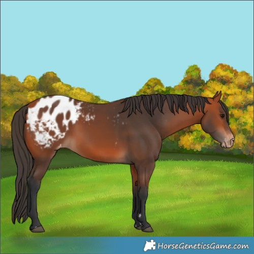 Horse Color:Bay Appaloosa 