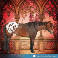 Horse Color:Bay Appaloosa