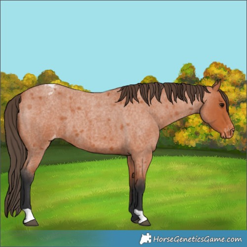 Horse Color:Bay Roan Appaloosa 