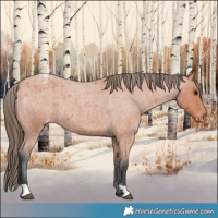 Horse Color:Bay Roan Appaloosa
