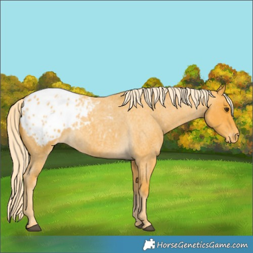Horse Color:Palomino Roan Appaloosa 