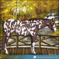 Horse Color:Chocolate Black Near Leopard Rabicano 