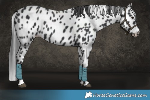 Horse Color:Black Appaloosa 