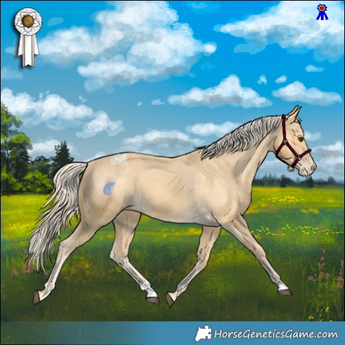 Horse Color:Palomino Appaloosa 