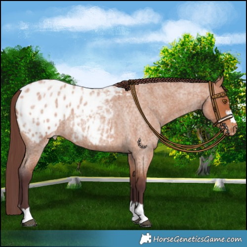 Horse Color:Chocolate Bay Roan Appaloosa 