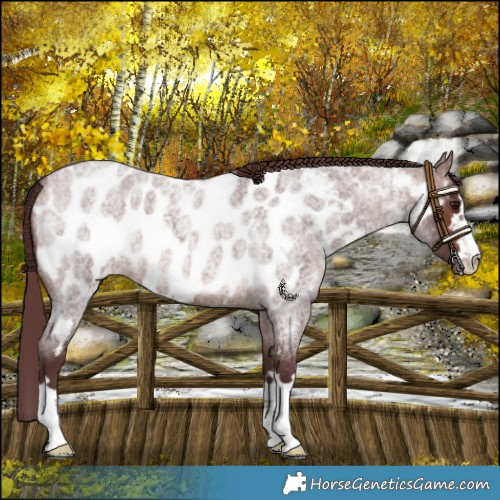 Horse Color:Chocolate Brown Roan Near Leopard 