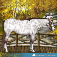 Horse Color:Chocolate Brown Roan Near Leopard 