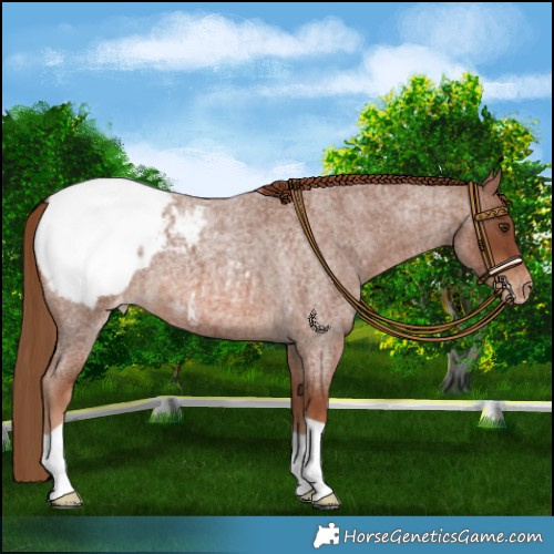Horse Color:Red Roan Snowcap 