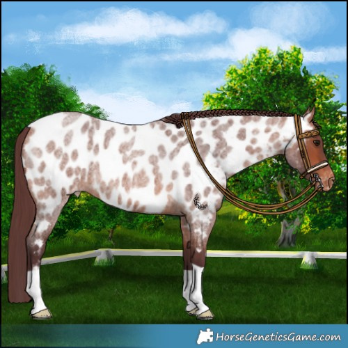 Horse Color:Chocolate Bay Roan Appaloosa