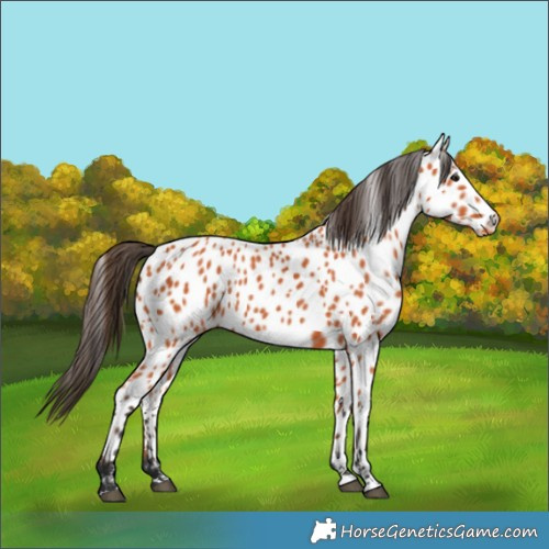 Horse Color:Bay Appaloosa 