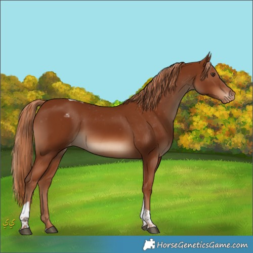 Horse Color:Chestnut Tobiano Appaloosa 