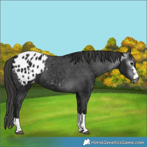 Horse Color:Gray Black Appaloosa 
