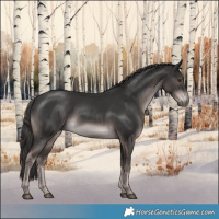 Horse Color:Platinum Liver Chestnut Rabicano