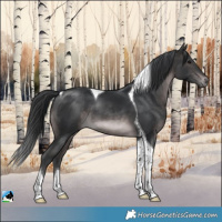 Horse Color:Platinum Brown Tobiano