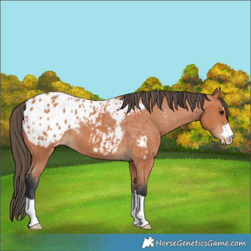 Horse Color:Bay Appaloosa 