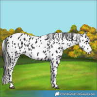 Horse Color:Black Appaloosa 