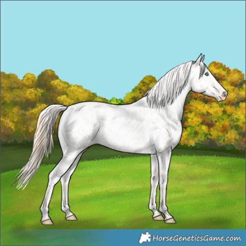 Horse Color:Smoky Creme Roan Dun Appaloosa 