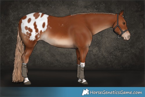 Horse Color:Chestnut Tobiano Appaloosa 
