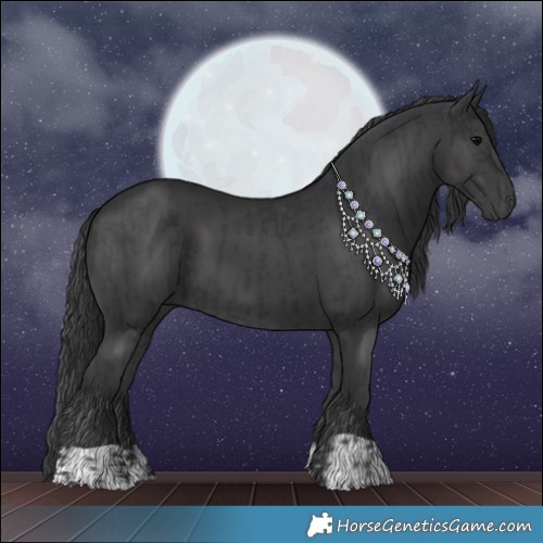 Horse Color:Black and Black