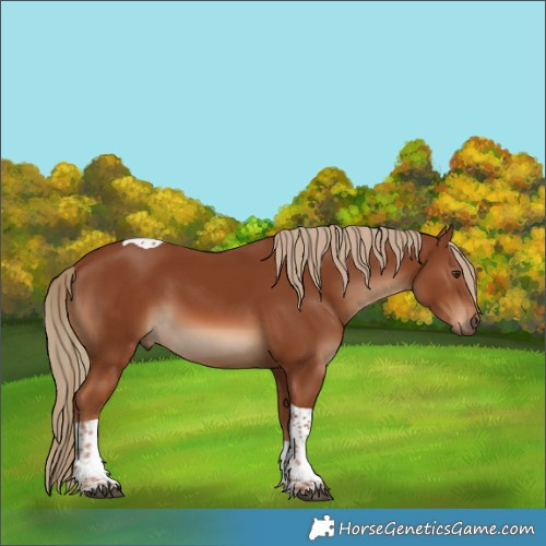 Horse Color:Chestnut Tobiano 