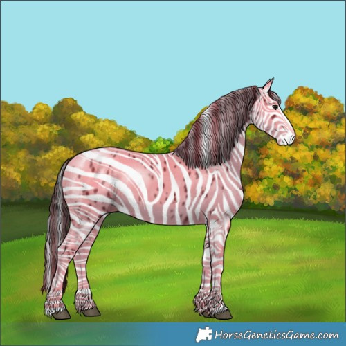 Horse Color:White Spotted Black Splash Tobiano Frame Appaloosa
