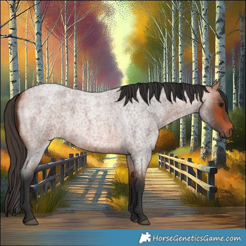 Horse Color:Bay Roan 