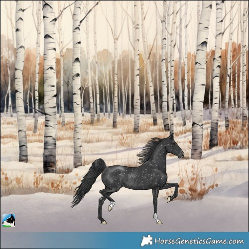 Horse Color:Black Appaloosa Rabicano 