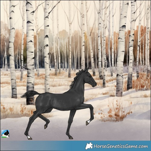 Horse Color:Black Rabicano 