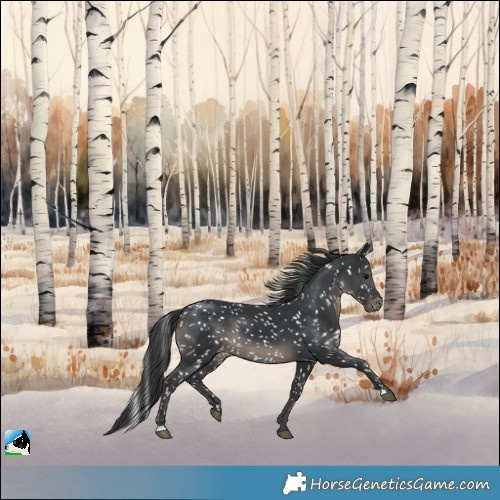 Horse Color:Black Snowcap Rabicano 