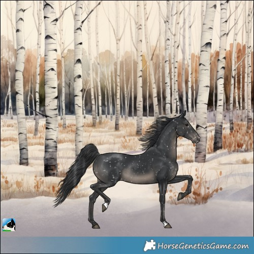 Horse Color:Black Appaloosa Rabicano 