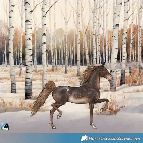 Horse Color:Liver Chestnut Appaloosa Rabicano