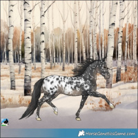 Horse Color:Black Blanket 