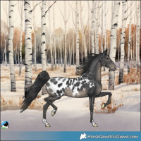 Horse Color:Black Appaloosa 