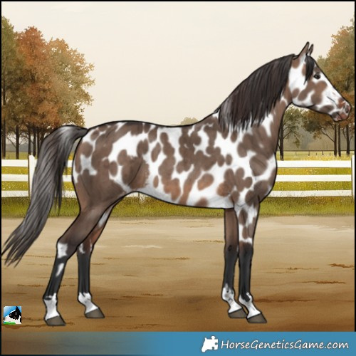 Horse Color:Brown Dun Skewed Appaloosa Brindle 