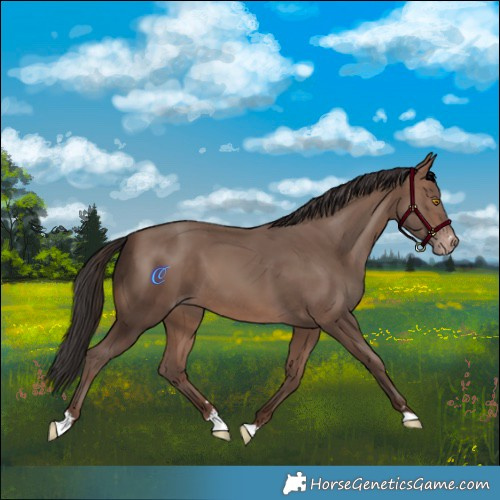 Horse Color:Sable Champagne 