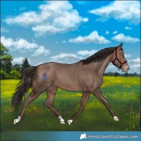 Horse Color:Sable Champagne 