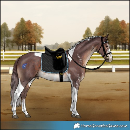 Horse Color:Chocolate Brown Sabino Tobiano Rabicano 