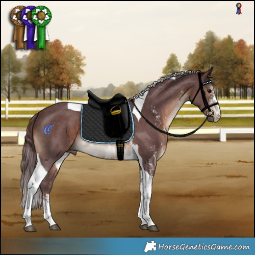 Horse Color:Chocolate Brown Sabino Tobiano Rabicano 